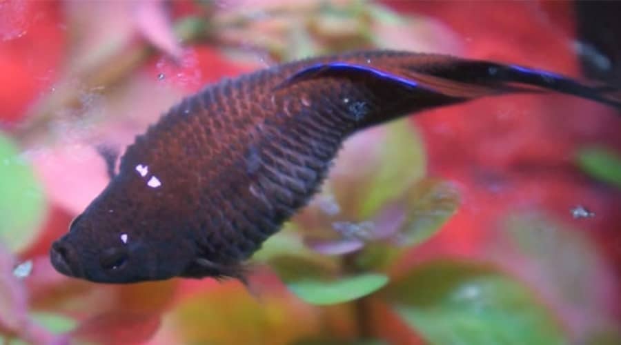 Dropsy Disease in Betta Fish