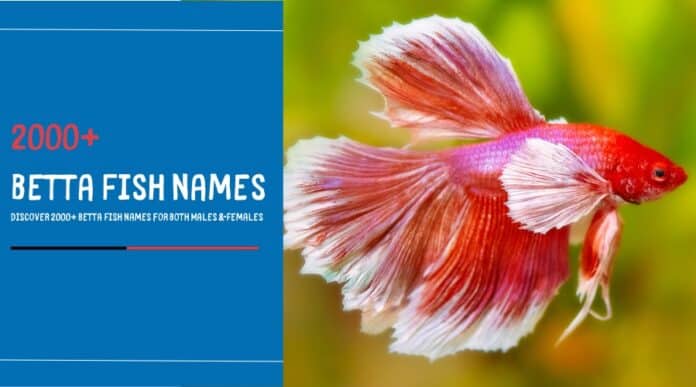 Betta Fish Names for Both Males & Females