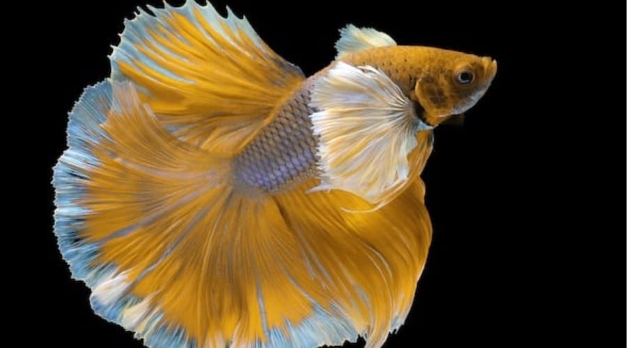 Yellow Betta Fish Names