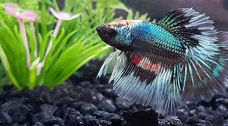Betta Fish Names Inspired by Colors