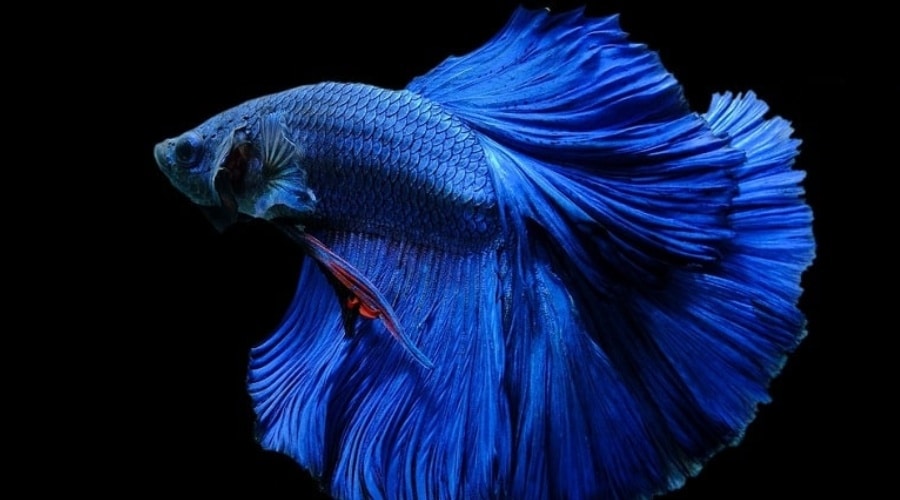 Blue Betta Fish Names