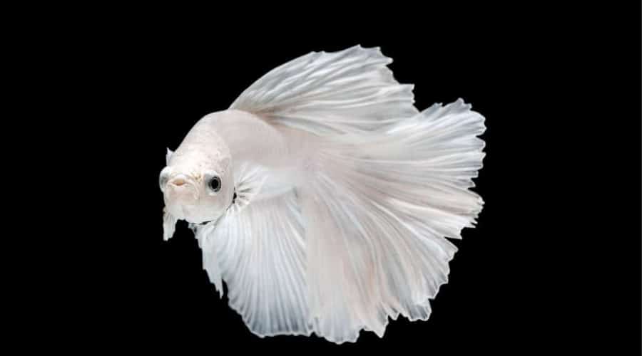 White Betta Fish Names