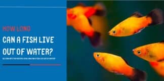 Discover The Mystery: How long can fish live out of water?