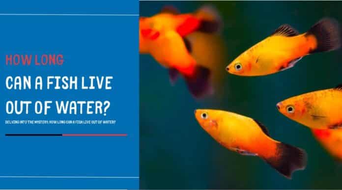 Discover The Mystery: How long can fish live out of water?