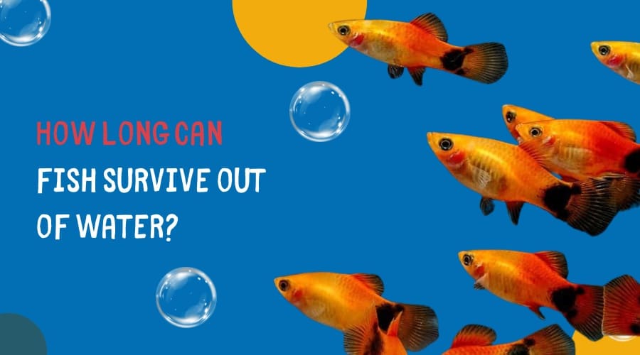 How long can fish live out of water?