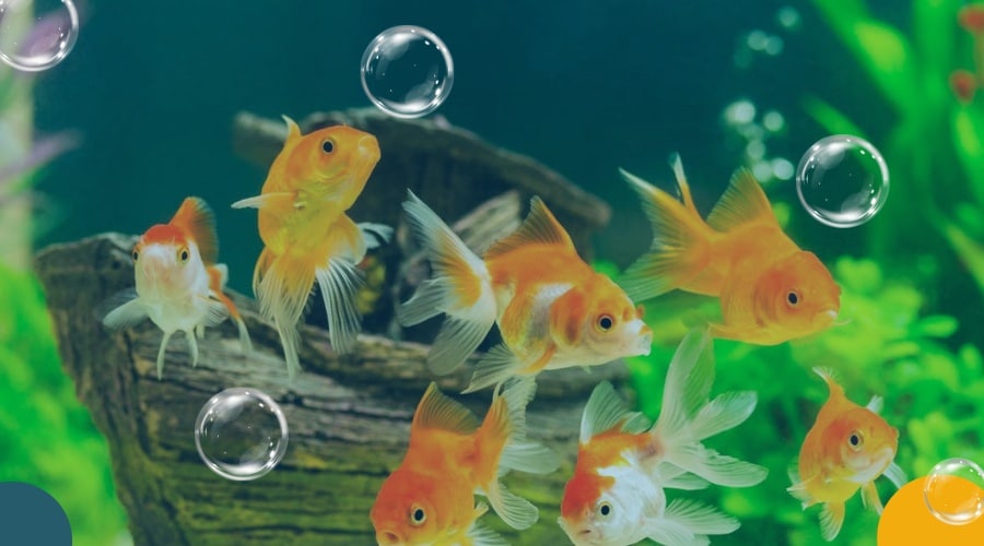 How long can pet fish survive out of water?