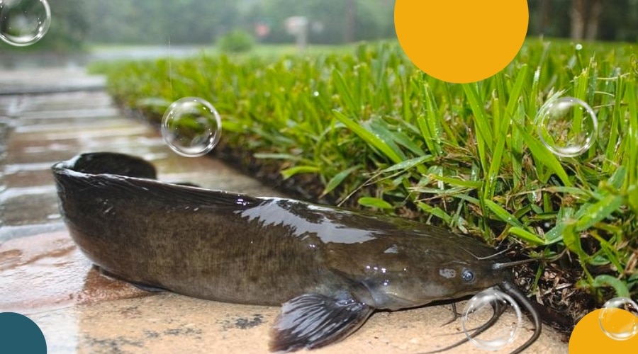 How long can walking catfish survive out of water?