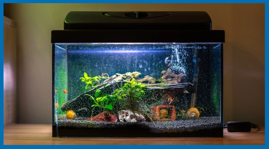 Can You Add to a 3-Gallon Tank Besides Fish?