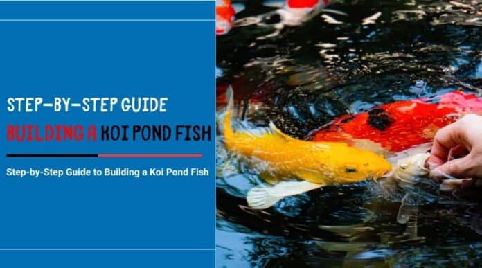 Building a Koi Pond Fish