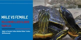 Male vs Female Yellow Bellied Slider Turtles