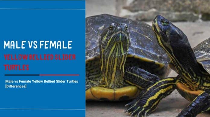 Male vs Female Yellow Bellied Slider Turtles