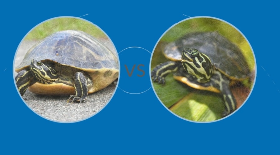 Comparison Between Male and Female Yellow Bellied Slider Turtles