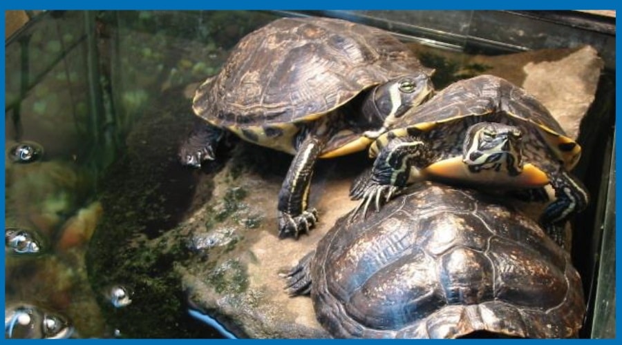 Caring for Yellow Bellied Slider Turtles